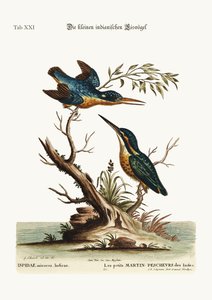 小さなインドのカワセミ、1749-73